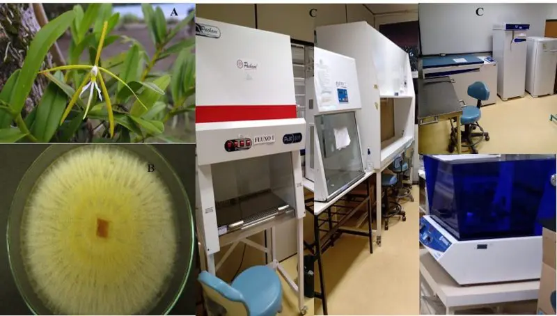 Laboratório da UFG que descobriu fungos que ajudam no cultivo do arroz, feijão, soja e Cana de acúcar