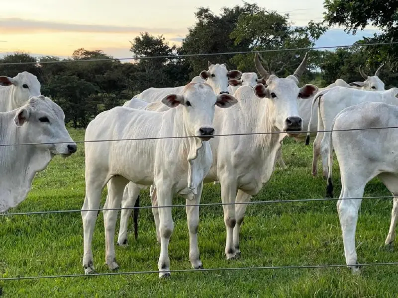 Bezerros e vacas no pasto em Goiás