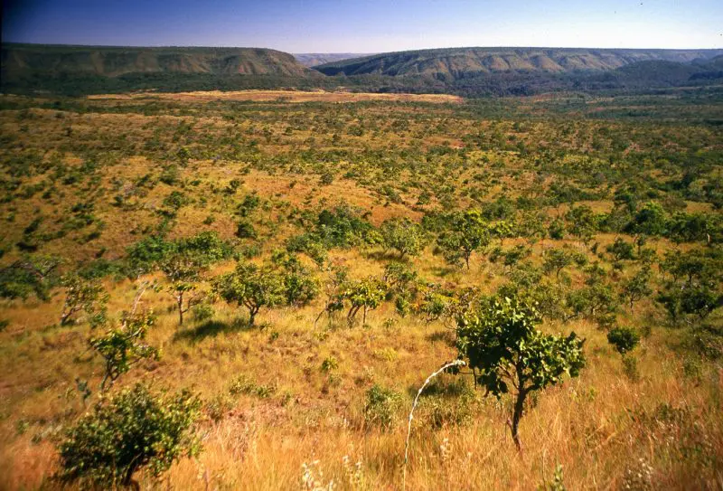 cerrado-vegetacao quilombo goiano