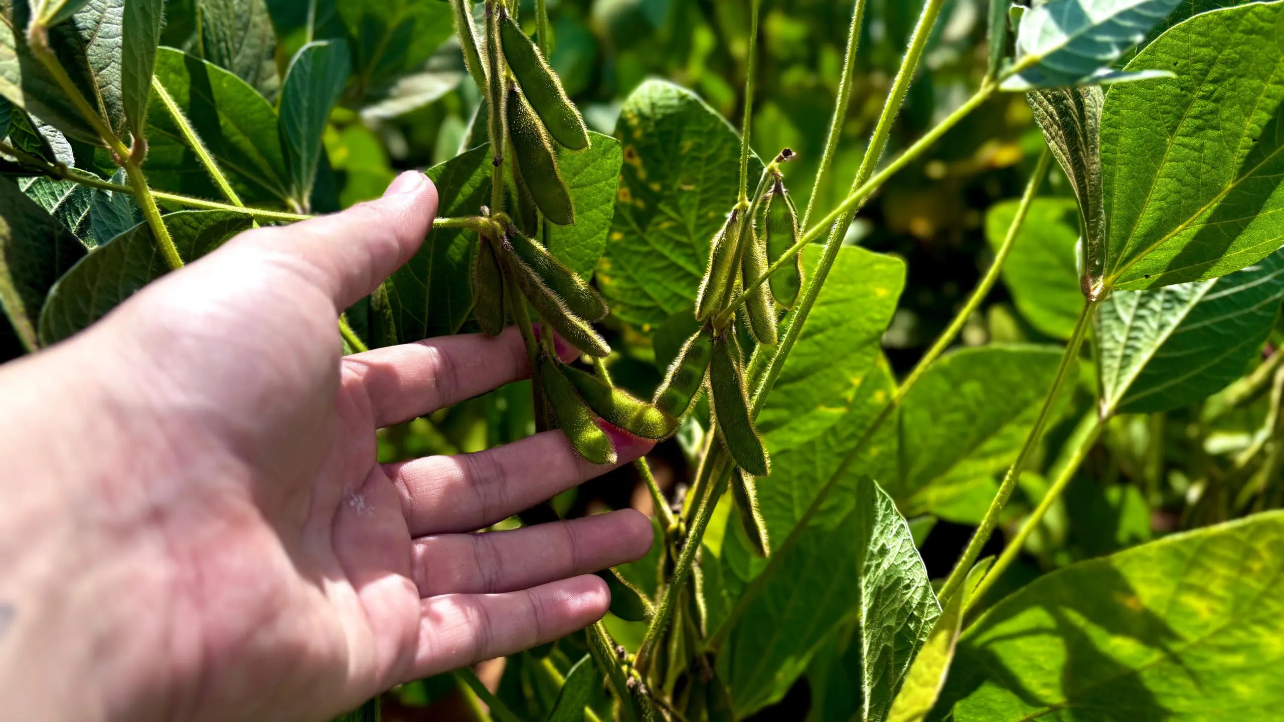 Agro goiano terá recorde histórico de 120 bilhões de reais