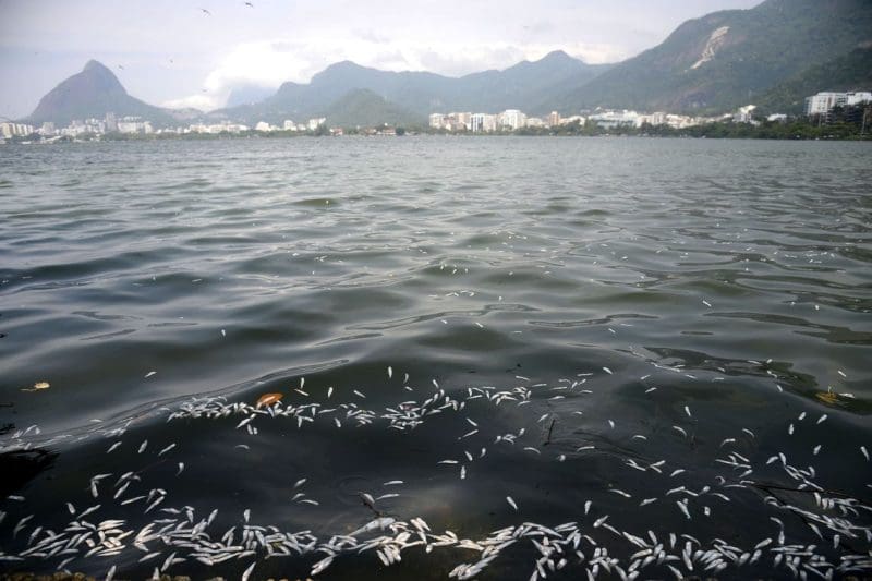 A Companhia de Limpeza Urbana (Comlurb) recolhe toneladas de peixes mortos da Lagoa Rodrigo de Freitas, zona sul do Rio de Janeiro. A mortandade atingiu principalmente as savelhas, peixes mais fracos quando falta oxigenação na água. (Foto Tânia Rego Abr)