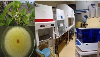 Laboratório da UFG que descobriu fungos que ajudam no cultivo do arroz, feijão, soja e Cana de acúcar