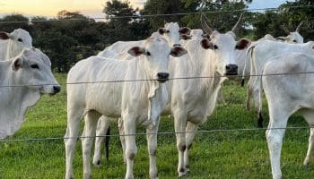 Bezerros e vacas no pasto em Goiás