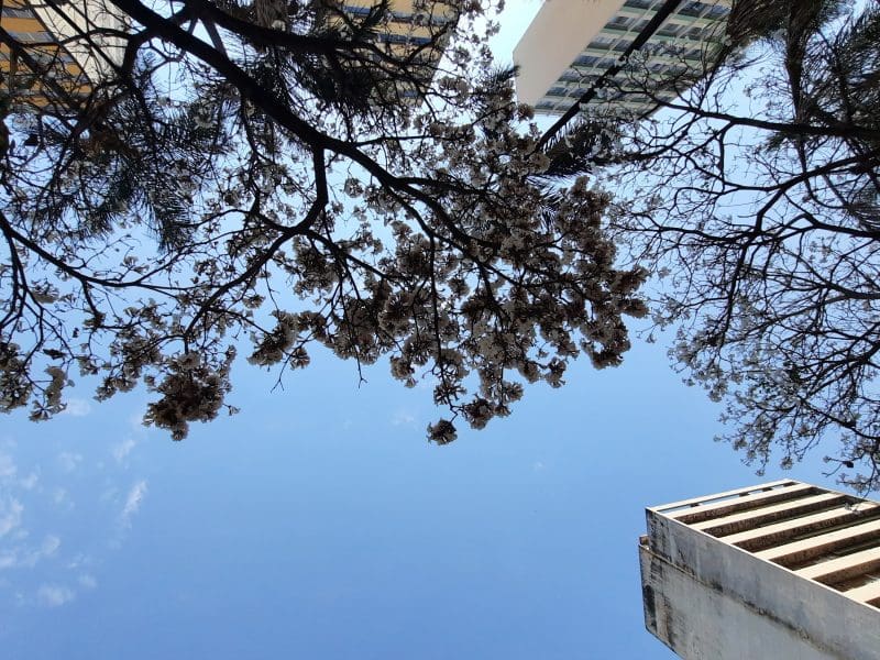 primavera brasil goiás goiania onda de calor