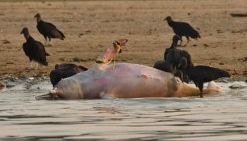 botos morrem água quente amazônia