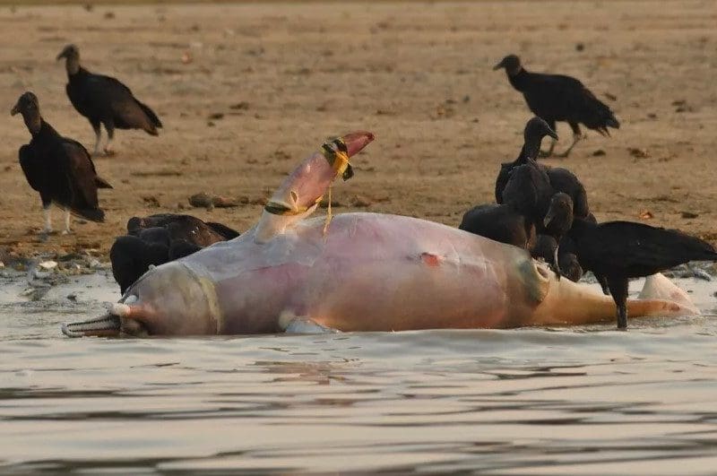 botos morrem água quente amazônia