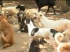 Lei cria obrigatoriedade para resgate de animais atropelados em Goiânia