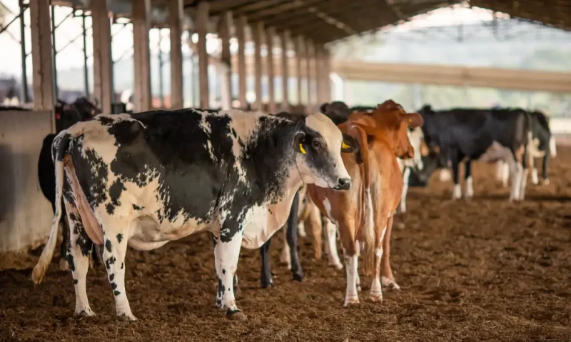 A Operação Rei do Gado deflagrada na manhã desta quarta-feira (17) pela Receita Federal apura a sonegação de impostos na compra e venda de gado no valor de quase R$ 1 bilhão.