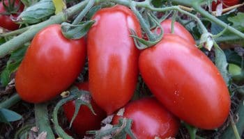 Líder nacional, produção goiana de tomate deve crescer 36,6% na safra atual