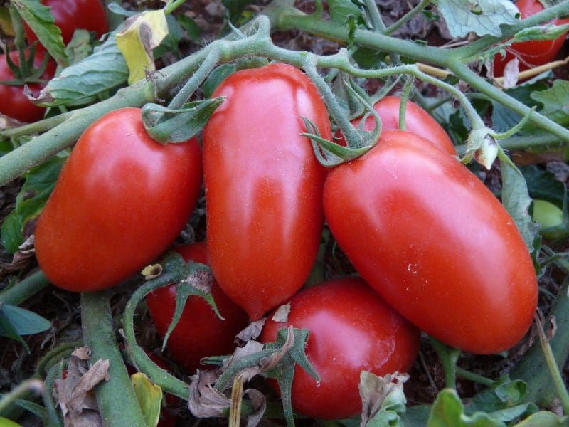 Líder nacional, produção goiana de tomate deve crescer 36,6% na safra atual