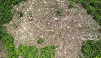 Semad flagra desmatamento ilegal de 19,1 hectares em Monte Alegre