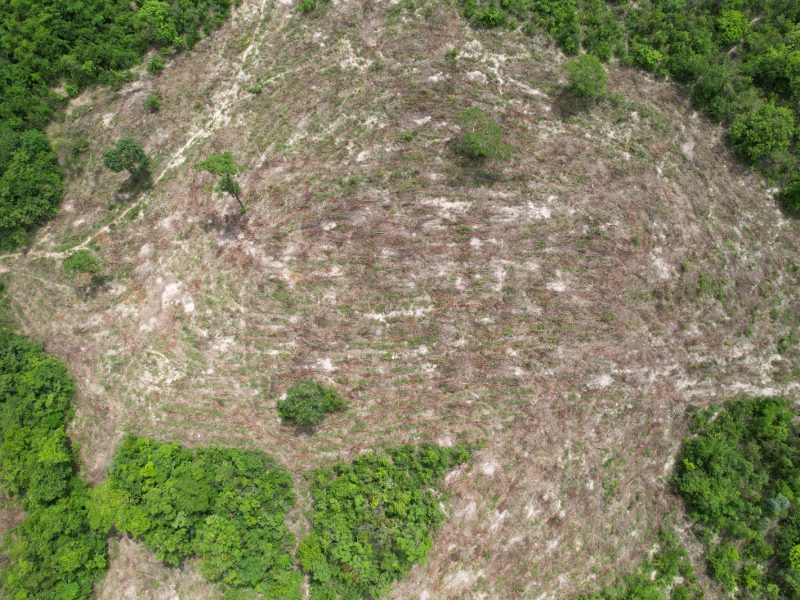 Semad flagra desmatamento ilegal de 19,1 hectares em Monte Alegre