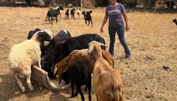 Somente em 2024, o Estado atendeu 910 famílias de pequenos produtores, indígenas, quilombolas e extrativistas, por meio do Programa Fomento Rural; iniciativa destina até R$ 4,6 mil para cada família