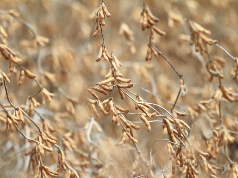 Goiás alcança superávit de US$ 6,3 bilhões na balança comercial