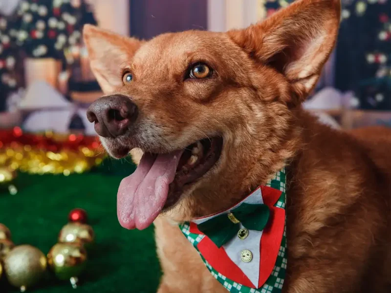 Animais domésticos terão direito a RG com cadastro nacional