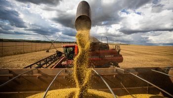 Produção goiana de grãos deve crescer 5% na safra de 2025