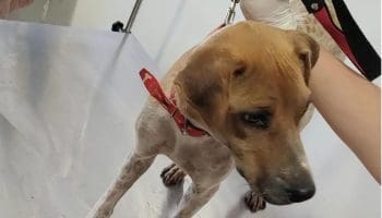 Perfeitura de Goiânia tem Programa Farmácia Veterinária Solidária