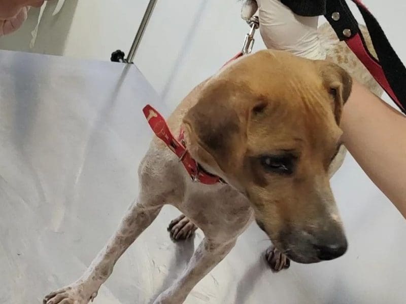 Perfeitura de Goiânia tem Programa Farmácia Veterinária Solidária