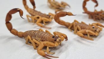 Saúde alerta para cuidados durante período de chuvas intensas