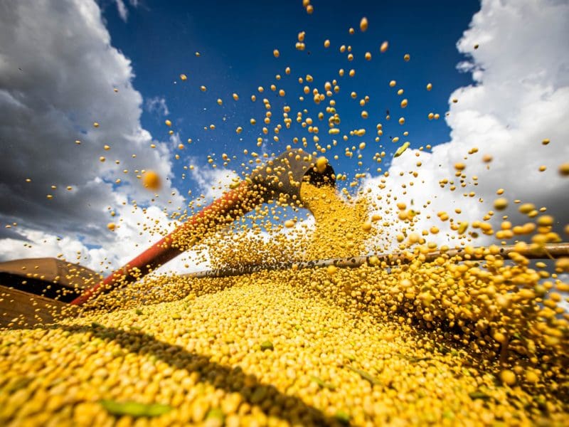 Goiás deve bater recorde na colheita de grãos em 2025