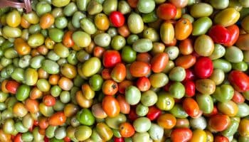Goiás mantém a liderança na produção nacional de tomate em 2024