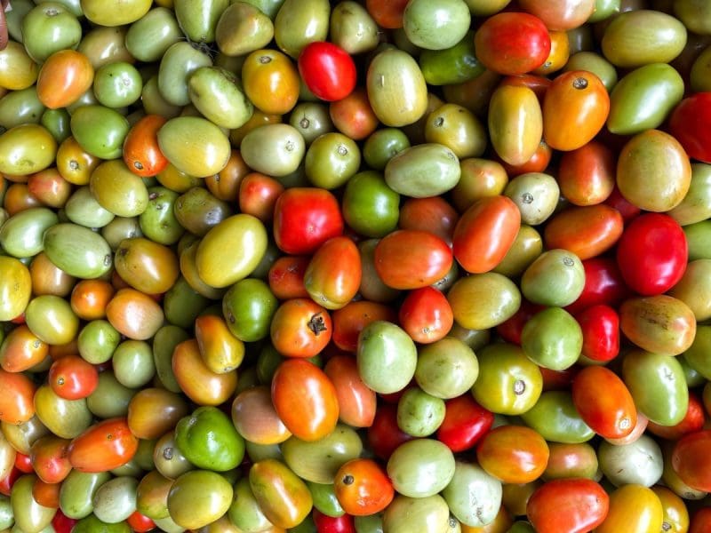 Goiás mantém a liderança na produção nacional de tomate em 2024