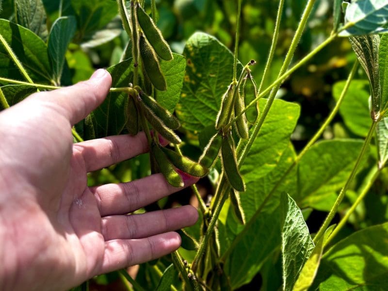 Agro goiano terá recorde histórico de 120 bilhões de reais