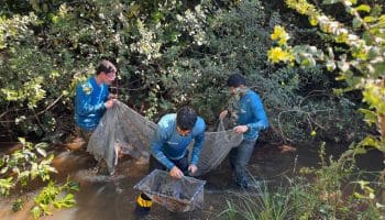 Conservação do bioma cerrado recebe investimento de R$ 34 milhões