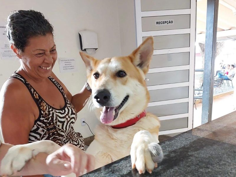 Tutores e donos de animais domésticos tem acesso a atendimento gratuito