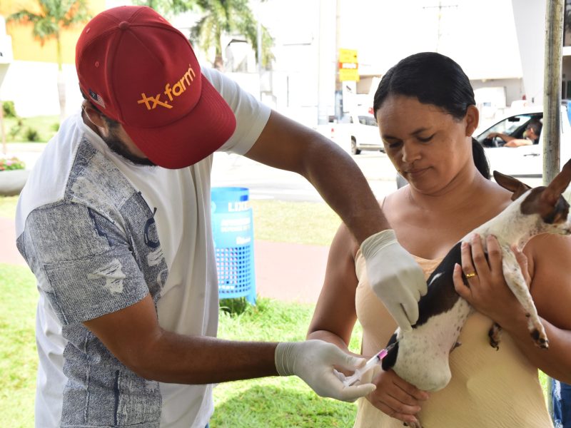 Vacinação itinerante contra a raiva em cães e gatos começa em Aparecida