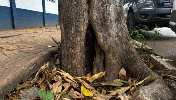 Árvores com risco de queda iminente serão retiradas das ruas de Goiânia