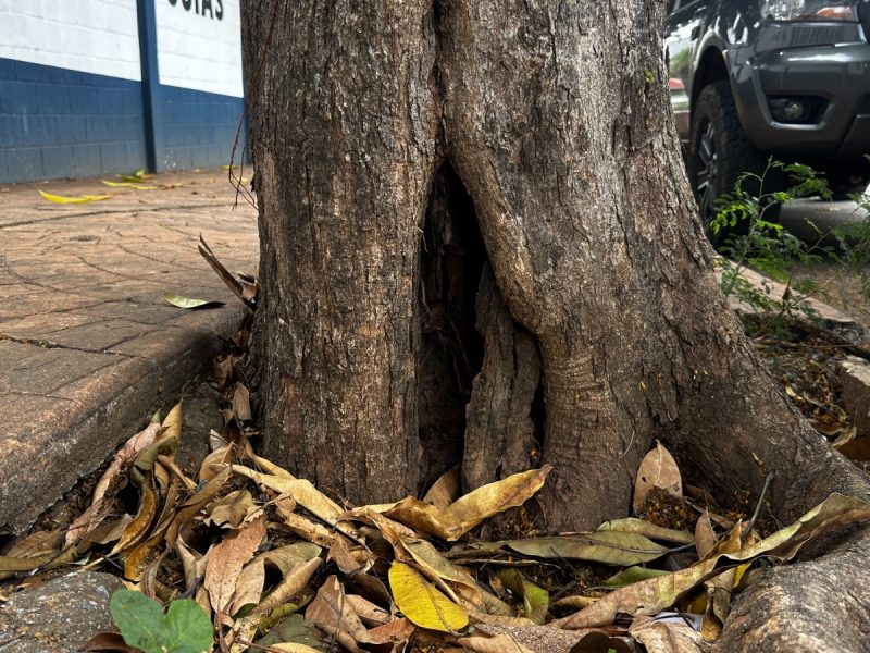 Árvores com risco de queda iminente serão retiradas das ruas de Goiânia