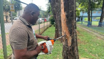 Árvores de Goiânia terão nova metodologia de diagnostico de saúde