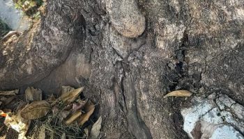 Prefeitura de Goiânia autoriza retirada de duas árvores condenadas no Setor Sul