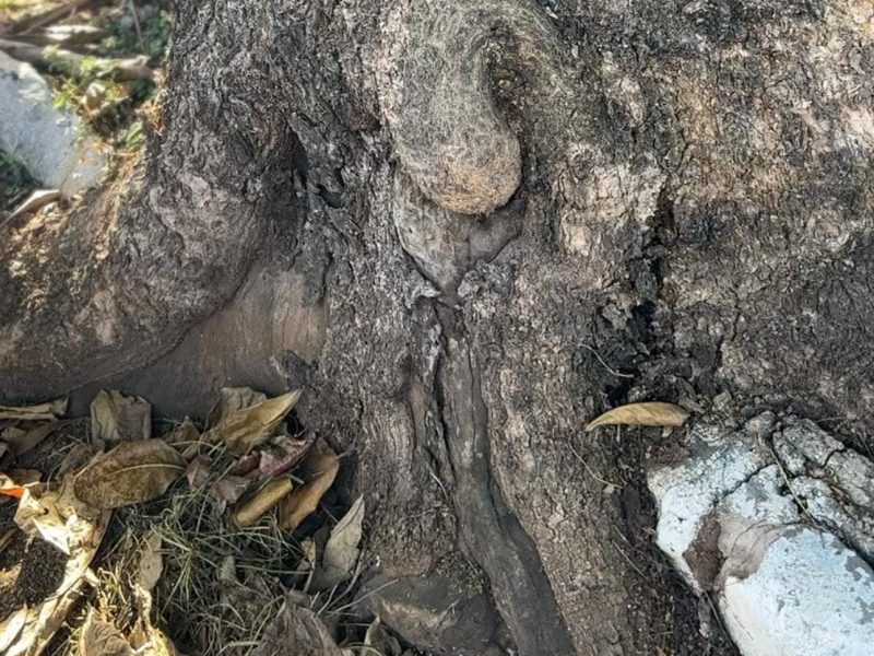 Prefeitura de Goiânia autoriza retirada de duas árvores condenadas no Setor Sul