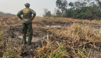 Brasil reduz 70% da área queimada no primeiro trimestre de 2025