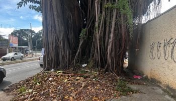 Gameleira com risco de queda em Goiânia será retirada
