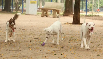 Saiba como funciona o SinPatinhas, novo RG Animal para cães e gatos