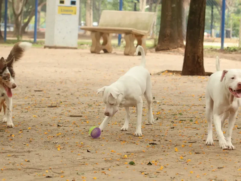 Saiba como funciona o SinPatinhas, novo RG Animal para cães e gatos