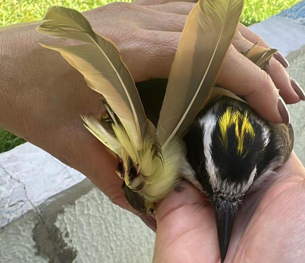 População pode solicitar o resgate de animais silvestres em Goiânia pelo aplicativo Gyn 24h