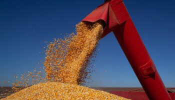 Goiás deve colher 38,4 milhões de toneladas de grãos em 2025