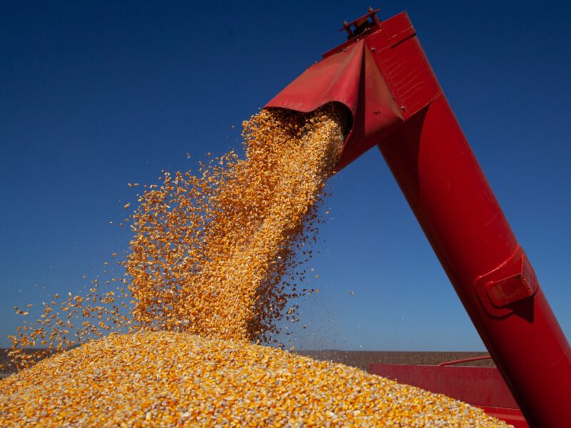 Goiás deve colher 38,4 milhões de toneladas de grãos em 2025