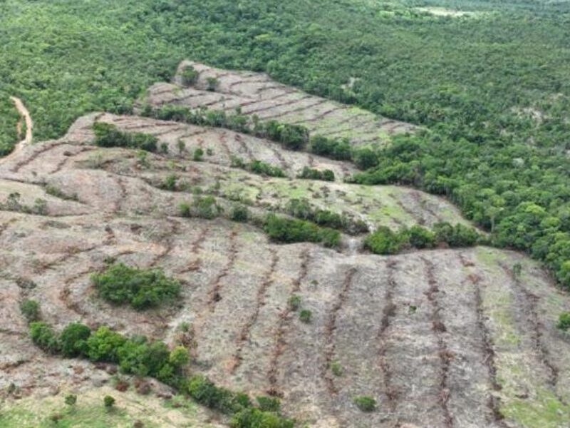 Desmatamento está em quada em Goiás informa MapBiomas