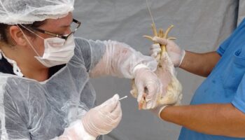 Goiás decreta situação de emergência zoossanitária preventiva contra a gripe aviária