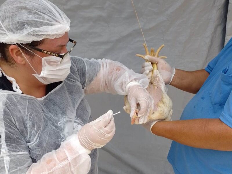 Goiás decreta situação de emergência zoossanitária preventiva contra a gripe aviária