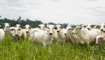 Goiás bate recorde no abate de bovinos no 1º trimestre de 2025