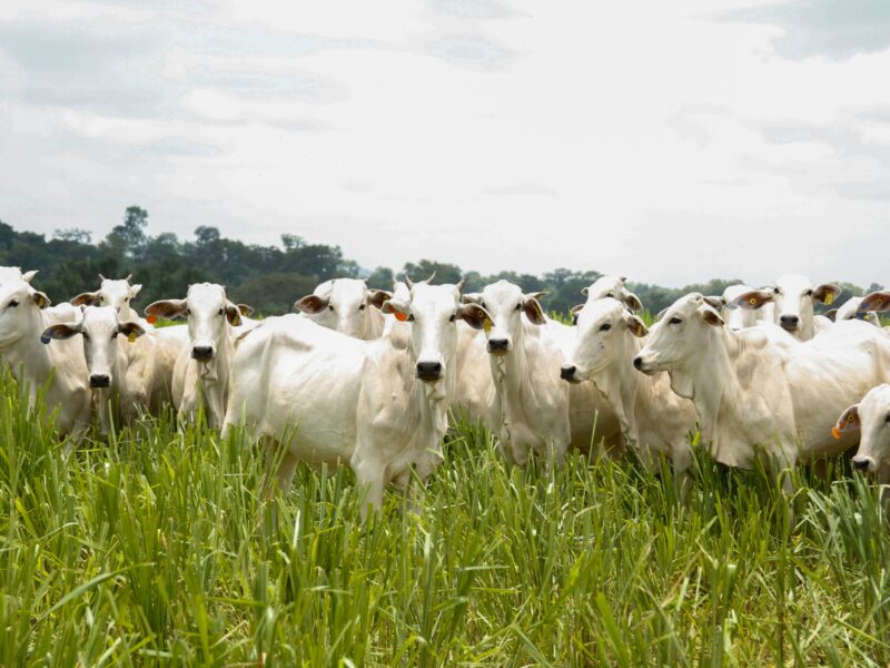 Goiás bate recorde no abate de bovinos no 1º trimestre de 2025
