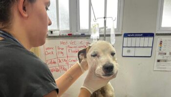 Cães vítimas de maus-tratos recebem tratamento na UPAVet e aguardam adoção em Goiânia