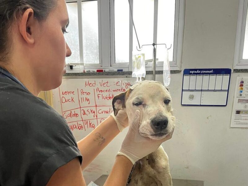 Cães vítimas de maus-tratos recebem tratamento na UPAVet e aguardam adoção em Goiânia