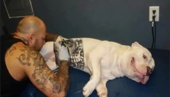 Governo sanciona lei que proíbe tatuagens e piercings em cães e gatos